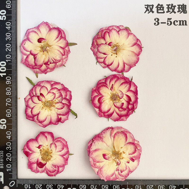 60pcs Pressed Dried Red Yellow - đánh giá và giá Yellow Phone Accessories