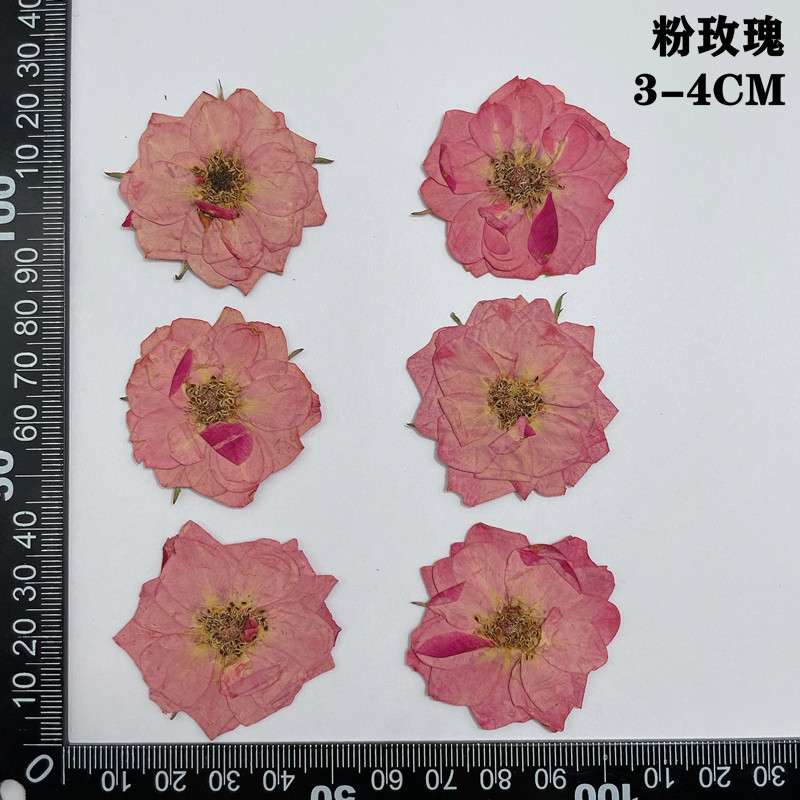 60pcs Pressed Dried Red Yellow - đánh giá và giá Yellow Phone Accessories